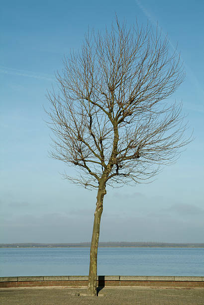 nu arbre solitaire avec soleil - bare tree tree single object loneliness photos et images de collection