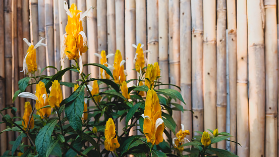 Fresh plants with bamboo stems in the background