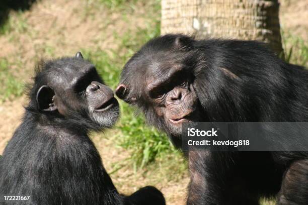 Chimps Foto de stock y más banco de imágenes de Aire libre - Aire libre, Animal, Chimpancé