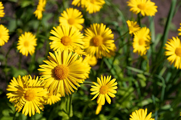 Yellow Camomiles stock photo