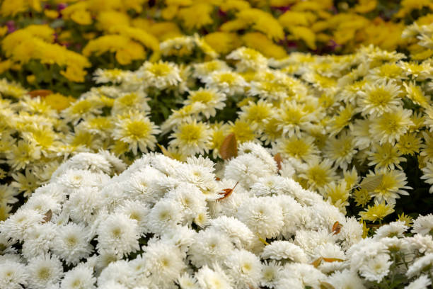Close-up view of white and yellow chrysanthemum flowers