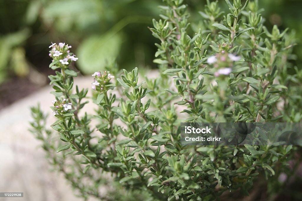 Thyme "Thyme in the garden, shallow dof" Thyme Stock Photo