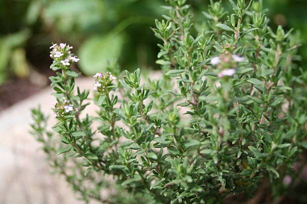 Thyme "Thyme in the garden, shallow dof" thyme stock pictures, royalty-free photos & images