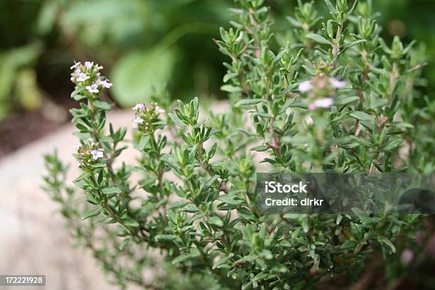 Thyme Stock Photo - Download Image Now - Thyme, Close-up, Herb