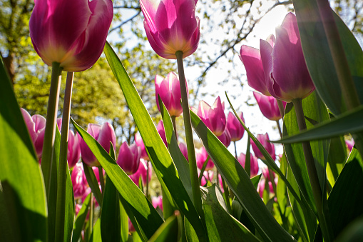 Purple tulips seen from below. The sun is shining brightly and above the flowers are trees standing tall.