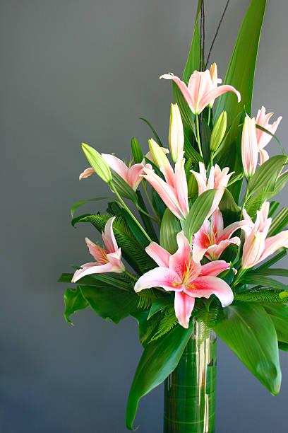 pink stargazer lily vase arrangement on gray background stock photo