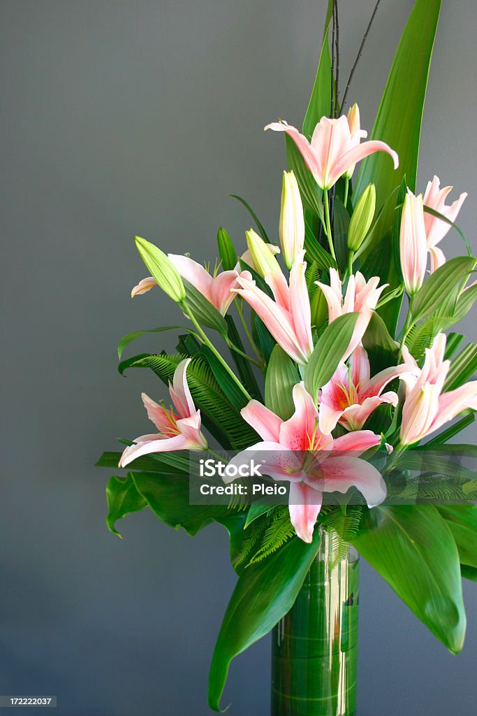 Różowa Lilia orientalna Wazon układ na szarym tle - Zbiór zdjęć royalty-free (Klimat tropikalny)