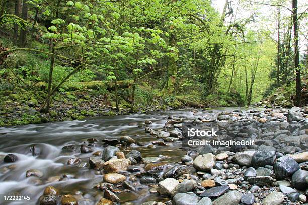 Tranquillo Creek A Vancouver Island Forest - Fotografie stock e altre immagini di Acqua - Acqua, Allegro, Ambientazione esterna