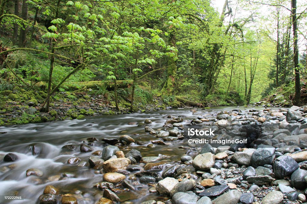 Riacho tranquilo através de Vancouver Island Forest - Foto de stock de Cascata royalty-free