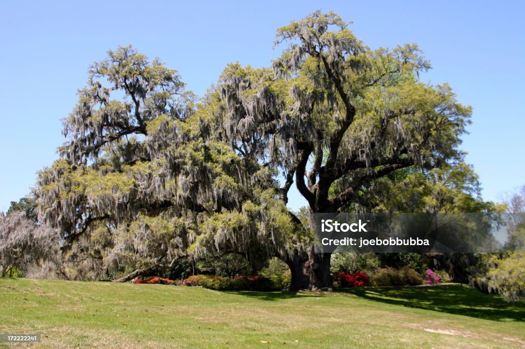 Live Oak en el jardín - Foto de stock de Aire libre libre de derechos