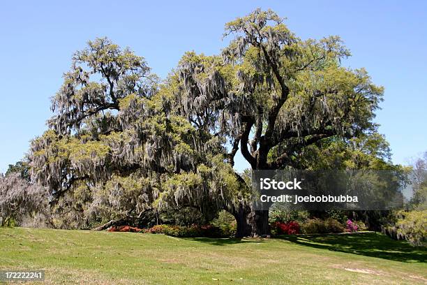 Live Oak En El Jardín Foto de stock y más banco de imágenes de Aire libre - Aire libre, Carolina del Norte - Estado de los EE. UU., Carolina del Sur