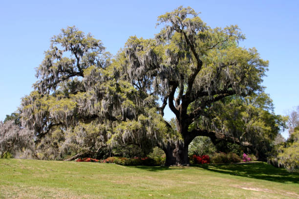 istock Live Oak in Garden 172222241