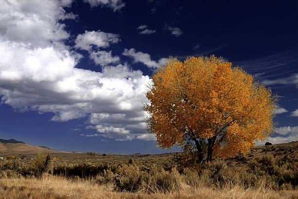 lone tree 02 stock photo