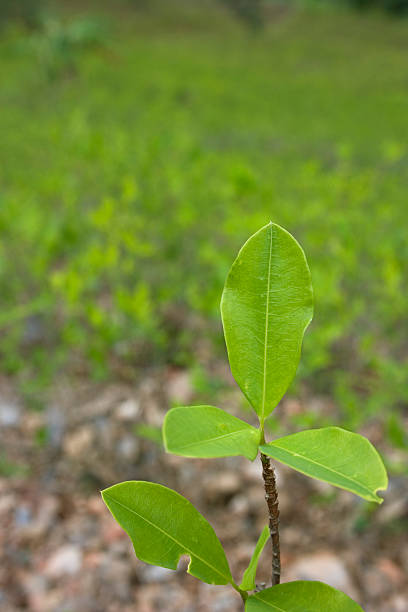 Coca leafs stock photo