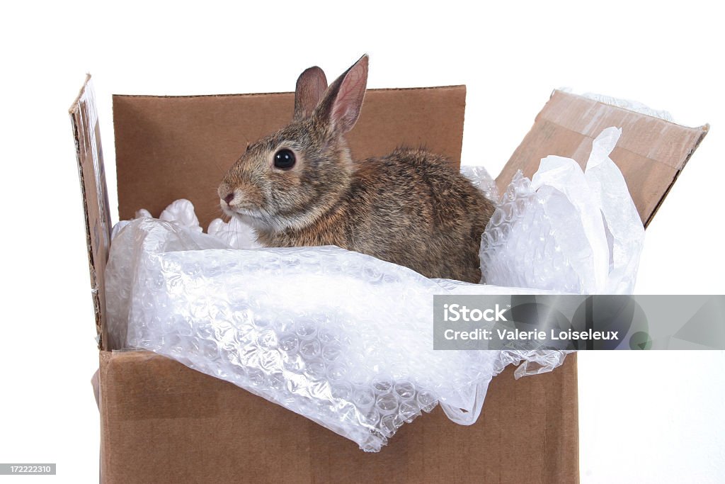 토끼 한 상자에 - 로열티 프리 상자 스톡 사진
