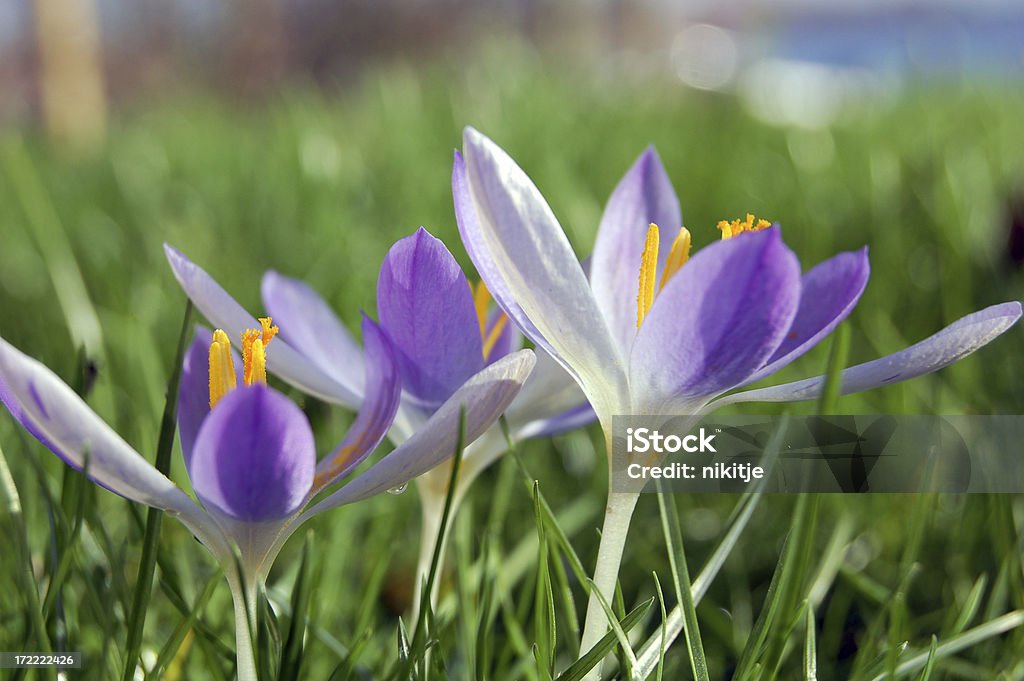 Den Frühlingskrokussen - Lizenzfrei Baumblüte Stock-Foto