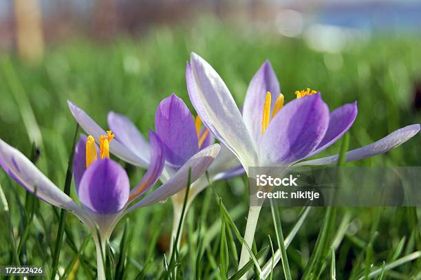 Den Frühlingskrokussen Stockfoto und mehr Bilder von Baumblüte - Baumblüte, Blume, Blütenblatt