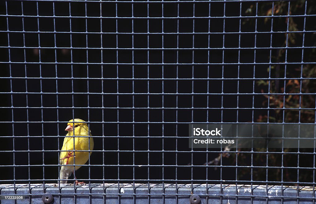 Solitude canari dans une cage - Photo de Animaux en captivité libre de droits