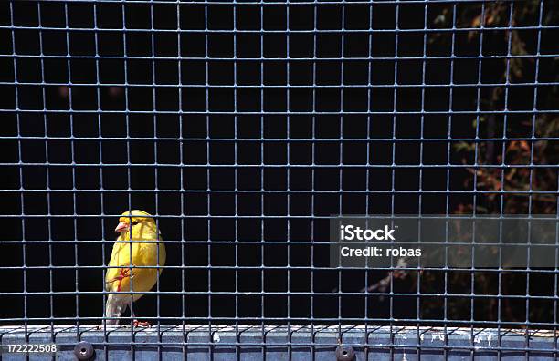 Photo libre de droit de Solitude Canari Dans Une Cage banque d'images et plus d'images libres de droit de Animaux en captivité - Animaux en captivité, Attendre, Bec