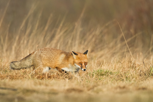 Red Fox Vulpes vulpes in meadow scenery, Poland Europe, animal walking among meadow