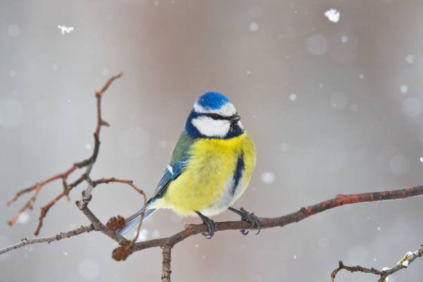 istock Bird - Bluetit on winter background, winter time Poland Europe 1722227085