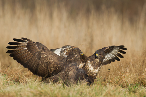 Birds of prey - Common buzzard Buteo buteo landing on meadow, hunting time, wildlife Poland Europe