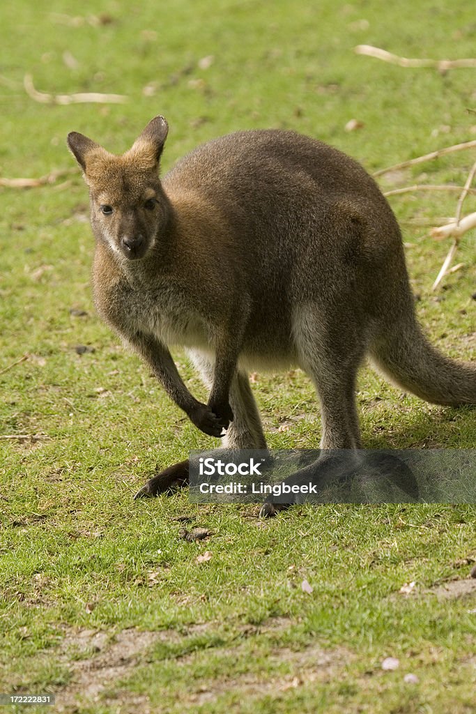 Bennett's lub Red-necked Wallaby - Zbiór zdjęć royalty-free (Australia)