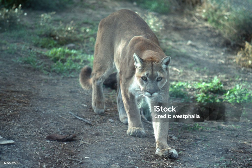 Cougar - Lizenzfrei Puma - Raubkatze Stock-Foto