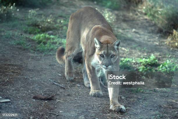 Cougar Stockfoto und mehr Bilder von Puma - Raubkatze - Puma - Raubkatze, Braun, Fotografie