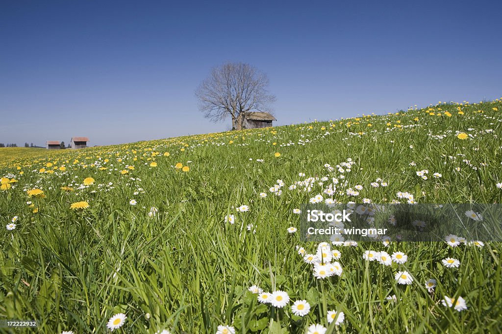 Cabane sur prairie - Photo de A l'abandon libre de droits