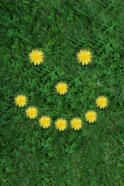 istock Dandelion and Clover Happy Face 172222947