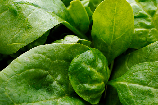 Background of baby spinach salad leaves
