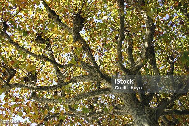 Осеннее Дерево — стоковые фотографии и другие картинки 2004 - 2004, Без людей, В ряд