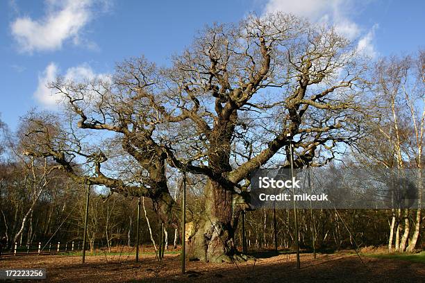 주요 오크 나무 Of Sherwood 임산 영국 떡갈나무에 대한 스톡 사진 및 기타 이미지 - 떡갈나무, 셔우드 숲, 개념