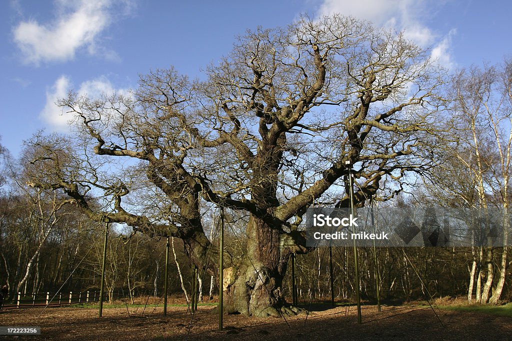Основные Дуб из Шервудский лес Англия - Стоковые фото Дуб роялти-фри
