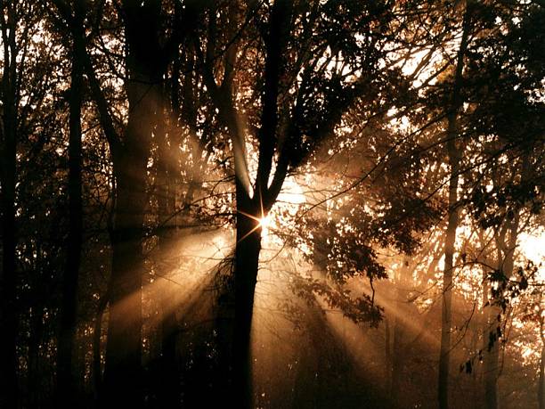 Árvores & pôr-do-sol - foto de acervo