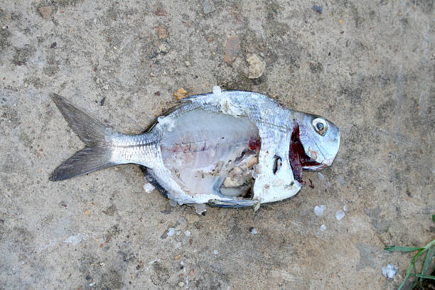Partly decomposed fish stock photo
