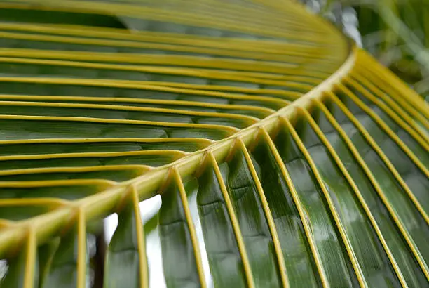 Lines and curves of a large tropical leaf.  Short DOF.