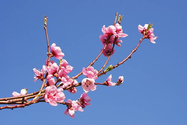 桃の花 - clear sky flower part flower macro ストックフォトと画像