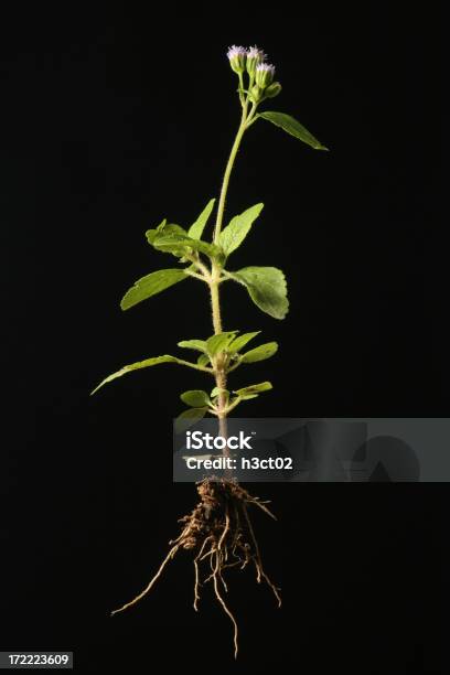 Knapweed - zdjęcia stockowe i więcej obrazów Lawenda - roślina - Lawenda - roślina, Korzeń, Gleba