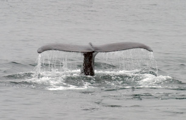 istock Humpback Whale Tail in Alaska 172223688