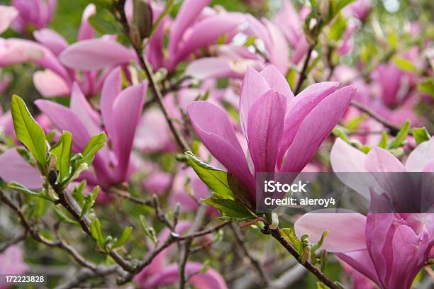 Magnolia Rosa - Fotografie stock e altre immagini di Botanica - Botanica, Composizione orizzontale, Concetti