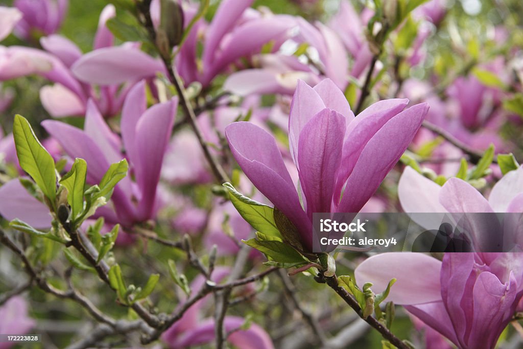 pink magnolia "magnolia in botanical gardens, montreal" Botany Stock Photo