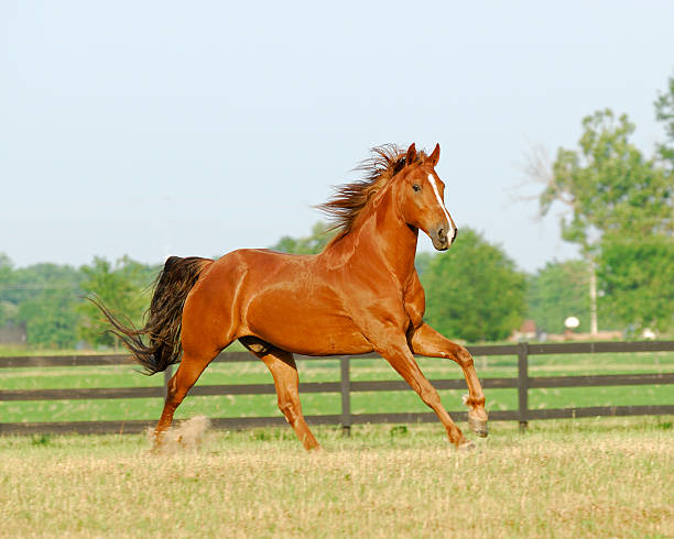 In a classic pose this quarter horse shows its best side in profile.