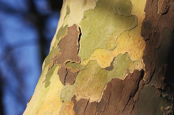 Flaky bark on London plane tree Platanus x acerifolia stock photo