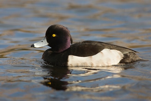 Mostly a Eurasian duck, uncommon in North America.  In February, a lone male landed in Victoria, B.C. Canada