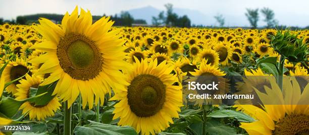 Sunflowers - zdjęcia stockowe i więcej obrazów Chmura - Chmura, Krajobraz z chmurami, Słonecznik