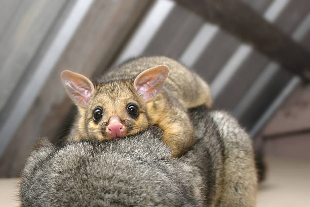 furry baby brushtail possum holding onto mum stock photo