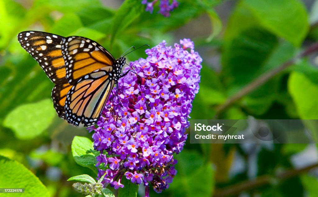 Monarch on Butterfly Bush "A vibrantly colourful monarch butterfly upon a purple butterfly bush in Taos, New Mexico." Buddleia Stock Photo