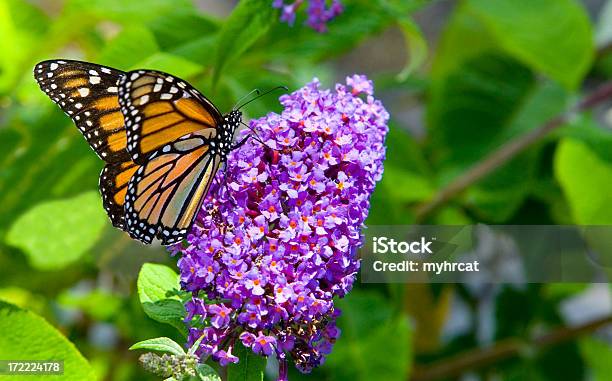 Monarch On Butterfly Bush Stock Photo - Download Image Now - Buddleia, Butterfly - Insect, Flower
